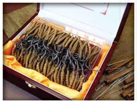 井冈山冬虫夏草回收